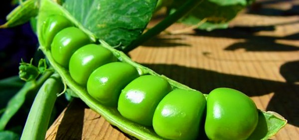 Peas: planting and care in the open ground