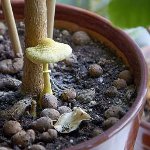 Mushrooms in the country: how to grow Mushrooms in the country: how to grow