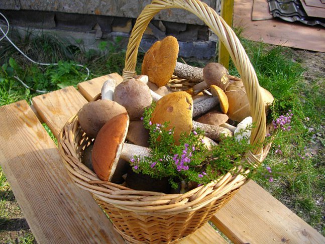 Mushrooms in the country: how to grow