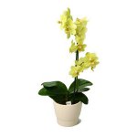 Soil for orchids Soil for orchids