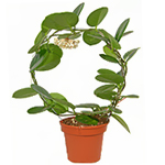 Hoya Hoya