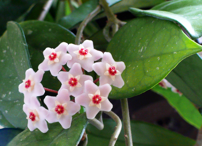 Hoya: Features of Care