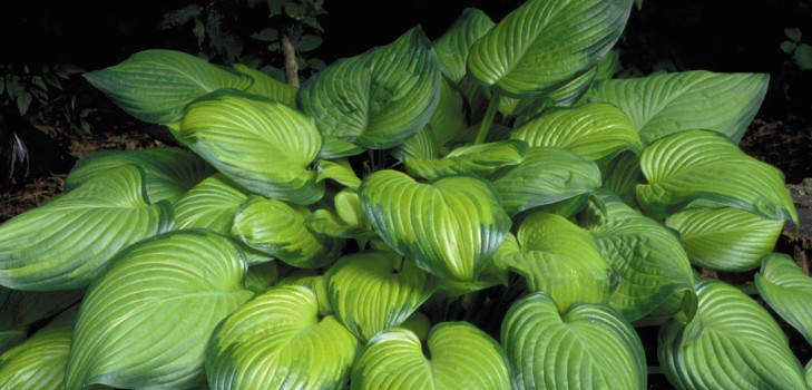 Rules for growing hosts: planting and care in the open ground