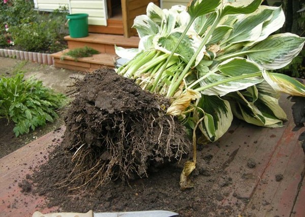 Rules for growing hosts: planting and care in the open ground