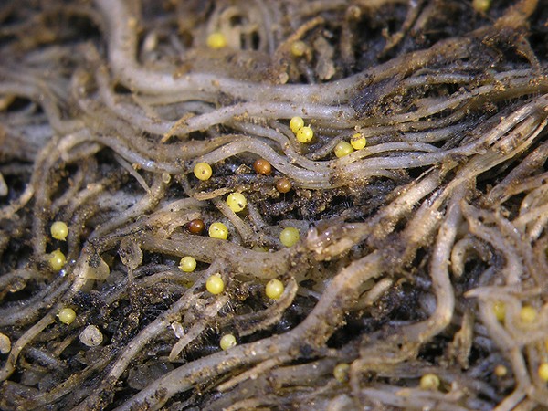 Rules for growing hosts: planting and care in the open ground