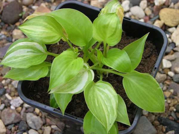 Rules for growing hosts: planting and care in the open ground