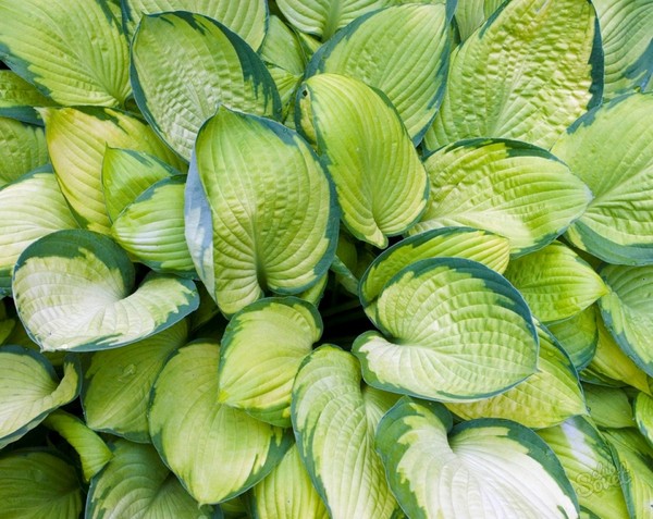 Rules for growing hosts: planting and care in the open ground