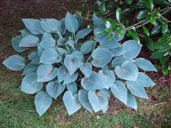 Rules for growing hosts: planting and care in the open ground