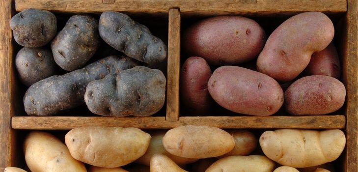 How to store potatoes in winter