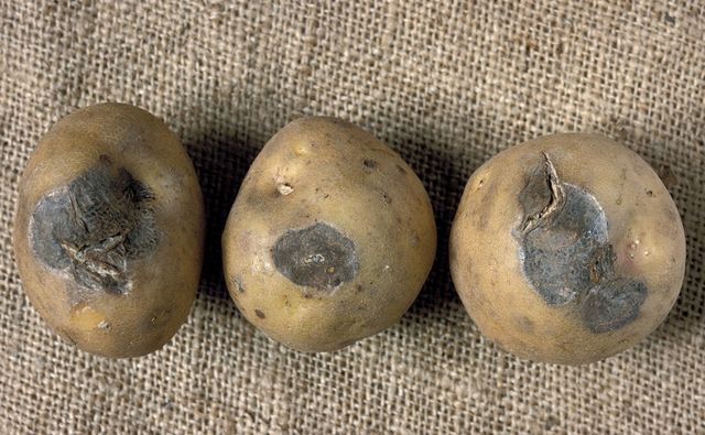 How to store potatoes in winter