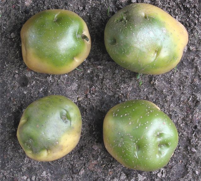 How to store potatoes in winter
