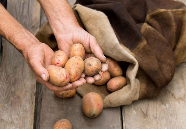 How to store potatoes in winter