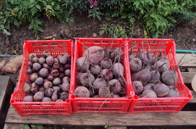 Beet storage for the winter