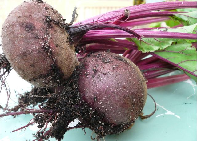 Beet storage for the winter