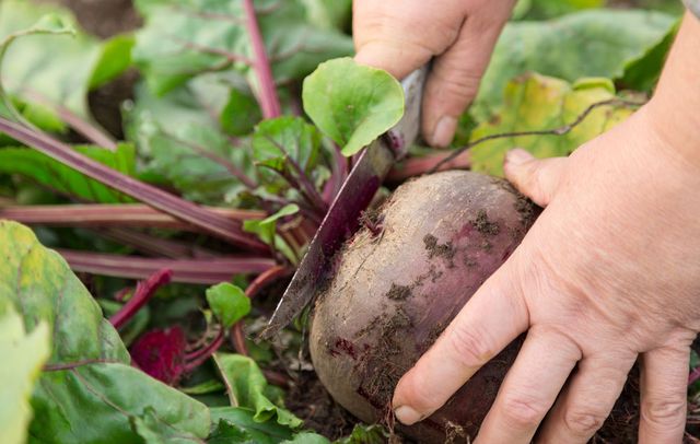 Beet storage for the winter