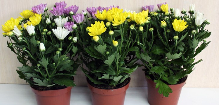 Home chrysanthemums: care and maintenance Home chrysanthemums: care and maintenance