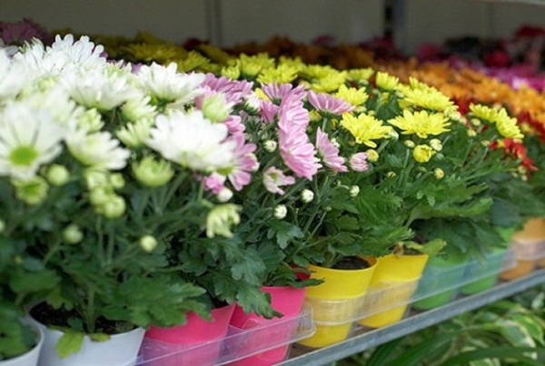 Home chrysanthemums: care and maintenance Home chrysanthemums: care and maintenance
