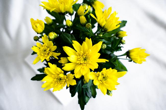 Home chrysanthemums: care and maintenance Home chrysanthemums: care and maintenance