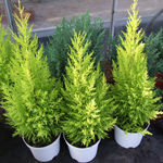 Coniferous trees and shrubs Coniferous trees and shrubs