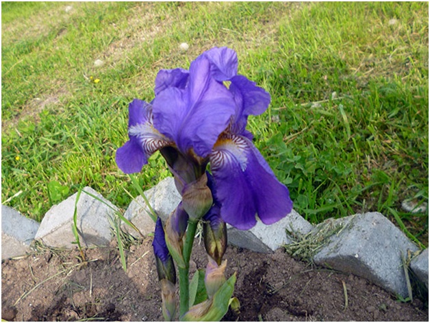 iris on the flower bed