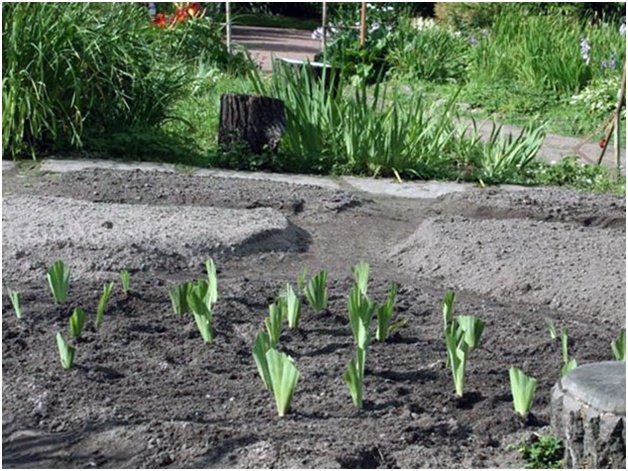 Irises - a bright garden decoration