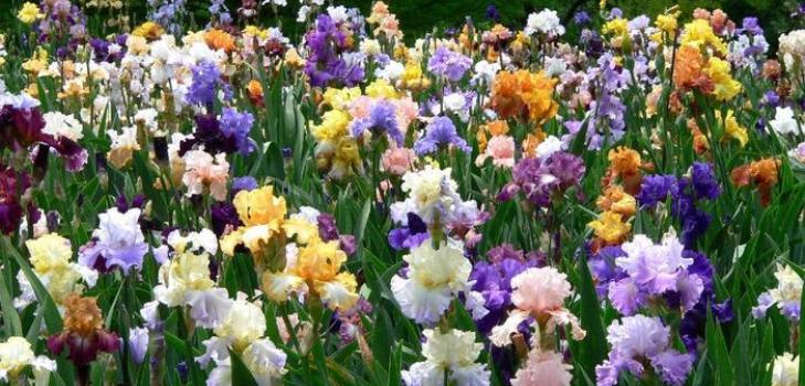 field of irises