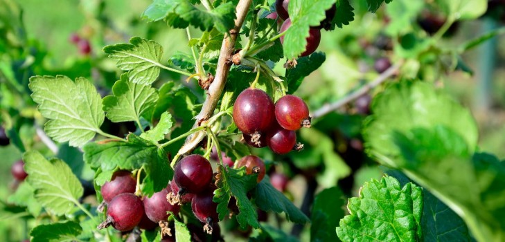 Joshta - an unusual symbiosis of taste and good