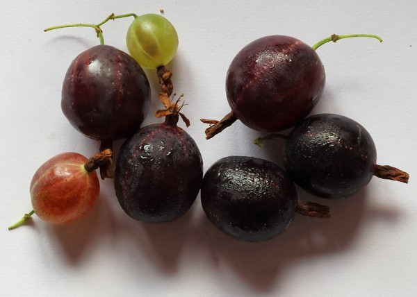 Joshta - an unusual symbiosis of taste and good