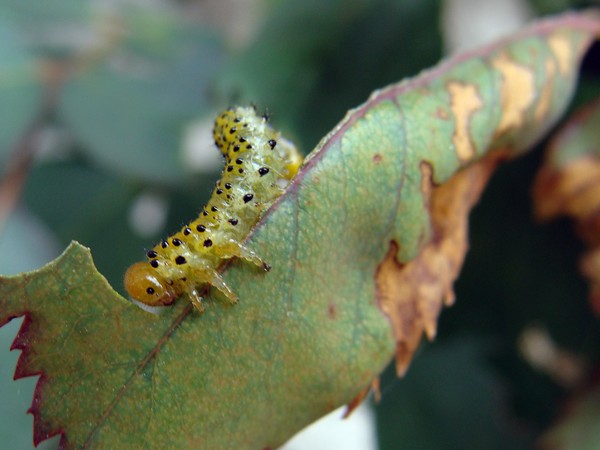 Joshta - an unusual symbiosis of taste and good