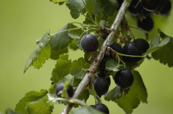 Joshta - an unusual symbiosis of taste and good