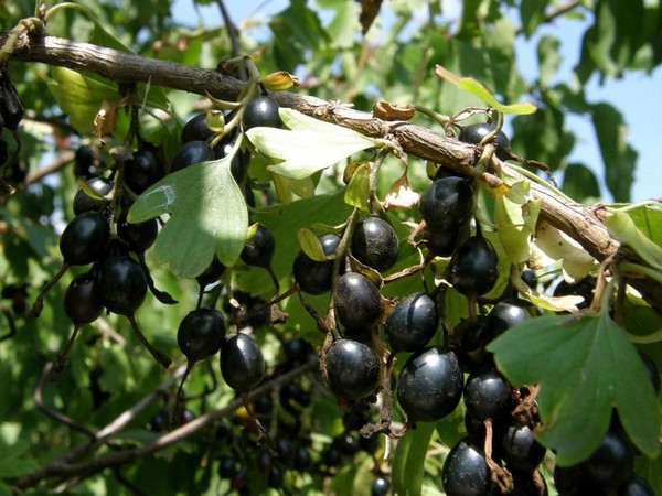 Joshta - an unusual symbiosis of taste and good