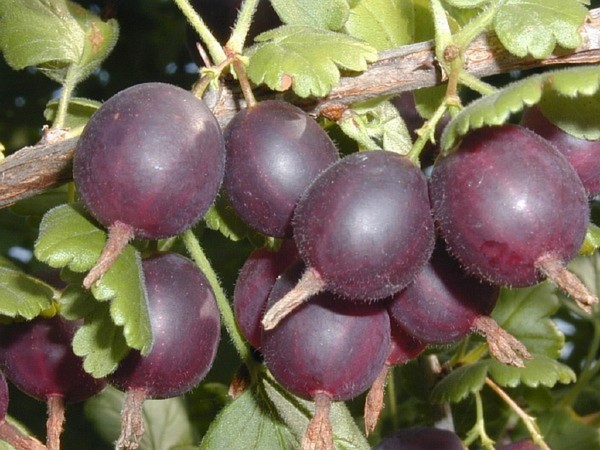 Joshta - an unusual symbiosis of taste and good