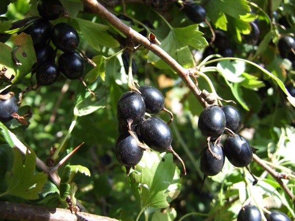 Joshta - an unusual symbiosis of taste and good