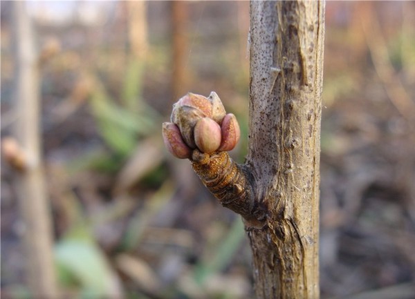 Joshta - an unusual symbiosis of taste and good