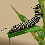 How to deal with caterpillars How to deal with caterpillars
