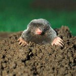 How to deal with moles