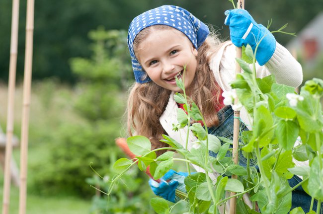 How to deal with the larvae of the May beetle