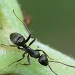 How to deal with garden ants How to deal with garden ants