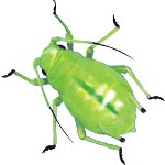 How to deal with aphids