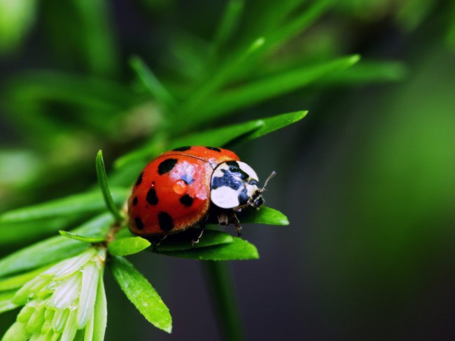 How to deal with aphids