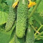 How often to water cucumbers - video of the correct watering of cucumbers How often to water cucumbers - video of the correct watering of cucumbers