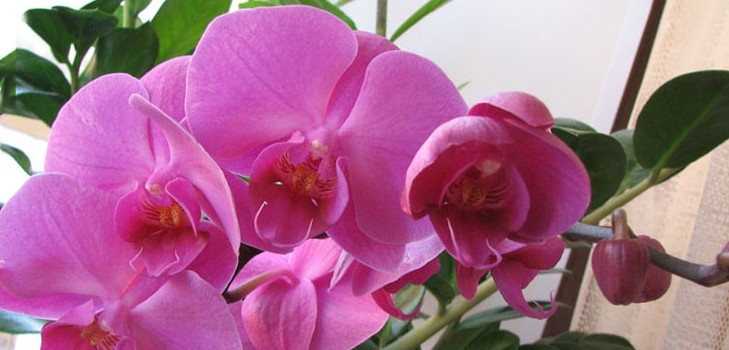 How to water an orchid How to water an orchid