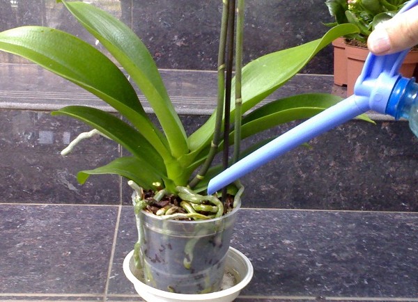 How to water an orchid How to water an orchid