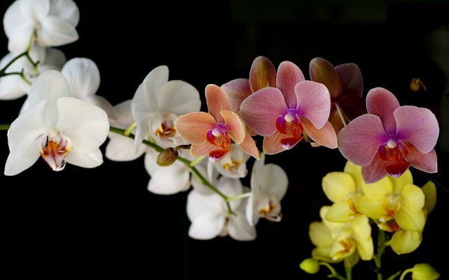 How to water an orchid How to water an orchid