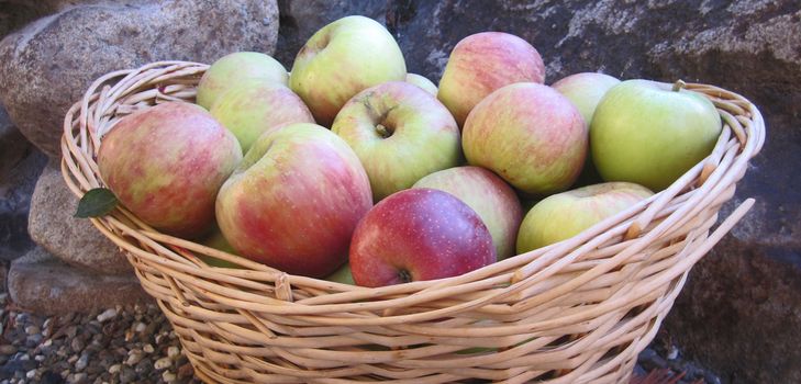How to keep apples in winter