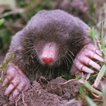 How to get rid of moles in the suburban area