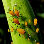 How to get rid of aphids on seedlings