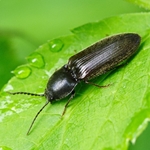 How to get rid of a wire beetle