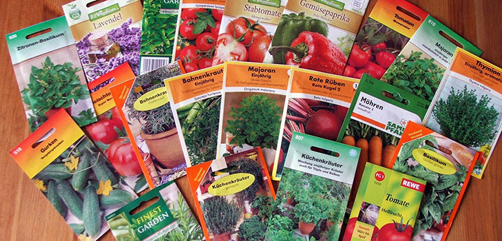 How to choose the right vegetable seeds for planting in the open ground