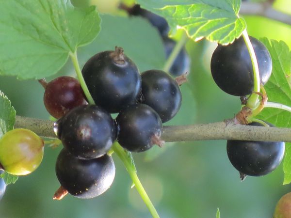 How to trim the currant in the fall: black or red. How to trim the currant after harvesting